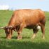 Galicia se consolida como la segunda comunidad española en producción de carne bovina