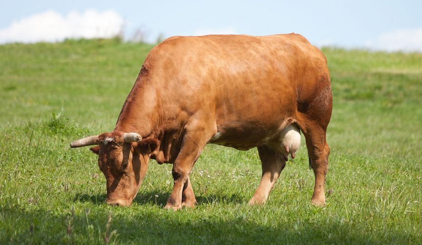 Galicia se consolida como la segunda comunidad española en producción de carne bovina